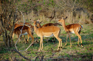 Naklejka na ściany i meble Africa, South Africa, KwaZulu Natal, Hluhluwe, female impala at Zulu Nyala Game Reserve 