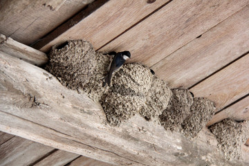 nids d'hirondelles © helenedevun