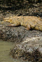 Africa, South Africa, KwaZulu Natal, Greater St Lucia Wetland Park, iSimangaliso Wetlands Park, UNESCO World Heritage Site, crocodile 