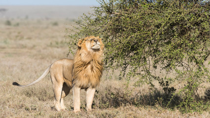 Obraz na płótnie Canvas Africa, Tanzania, Ngorongoro Conservation Area. Male lion and thorny tree.