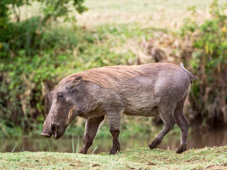 Tanzania, Lake Manyara National Park. Warthog walking. Credit as: Dennis Kirkland / Jaynes Gallery / DanitaDelimont.com