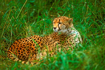 Cheetah (Acinonyx venator) lying in Grass on the Serengeti