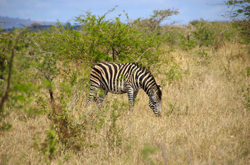 Fototapeta na wymiar Africa, South Africa, KwaZulu Natal, Hluhluwe, zebra in Zulu Nyala Game Reserve 
