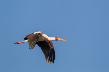 Single yellow-billed stork flies by, wings outstretched and tilted downward, legs trailing, Lake Manyara National Park, Tanzania