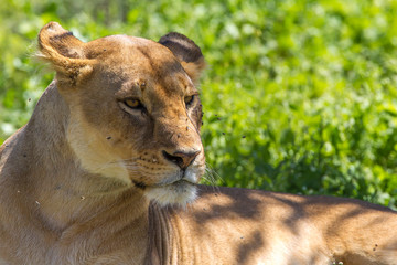 Female lion lies in the cool grass, flies buzzing around and on her face, Ngorongoro Conservation Area, Tanzania