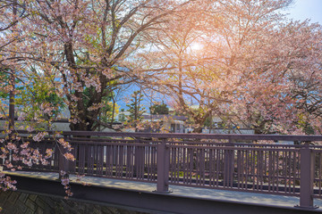 Sakura tree side walkway in Japan.