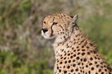 Close-up photo of head and shoulders of cheetah, head and eyes tilted towards camera, against an out of focus green and brown background, Ngorongoro Conservation Area, Tanzania