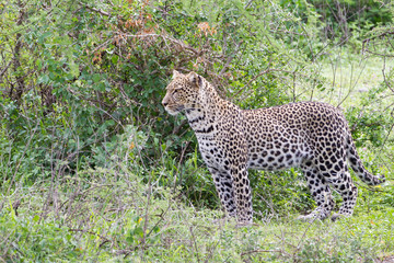 Leopard stands at edge of jungle watching, profile view, green foliage, Ngorongoro Conservation Area, Tanzania
