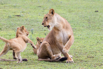 Lioness growls at and starts to swat cub, who tries to move away, pivoting on one paw while the other three are in the air, Ngorongoro Conservation Area, Tanzania