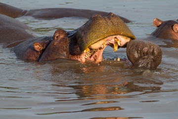 Adult hippopotamus swimming opens its mouth and bares its teeth to juvenile, whose mouth is open facing the adult in front of it. Close-up, Ngorongoro Conservation Area, Tanzania