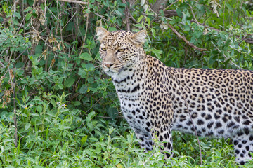 Fototapeta na wymiar Close-up of leopard standing in green foliage, Ngorongoro Conservation Area, Tanzania