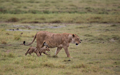 Africa, Tanzania, Ngorongoro Crater. Lioness (Panthera Leo) with cub.
