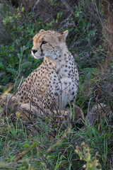 Cheetah mother, keeping a lookout, sits behind five young kittens partially hidden in the grasses, Ngorongoro Conservation Area, Tanzania