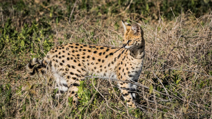 Africa, Tanzania, Ngorongoro Conservation Area. Serval cat in brush.