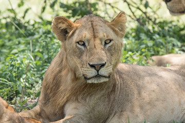 Fototapeta na wymiar Africa, Tanzania, Manyara National Park. Lioness (Panthera leo)