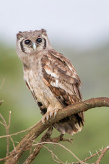 Verraux's eagle-owl, a giant owl, sits perched on a branch in the early morning hours, facing the camera. Close-up shot, Ngorongoro Conservation Area, Tanzania
