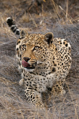 South Africa, Sabi Sabi Private Game Reserve. Crouching leopard. Credit as: Jim Zuckerman / Jaynes Gallery / DanitaDelimont.com