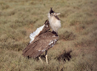 Africa, Tanzania, Serengeti. Male Kori Bustard (Ardeotis Kori) in his mating display.