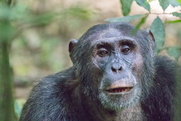 Africa, Uganda, Kibale Forest National Park. Chimpanzee (Pan troglodytes) in forest.