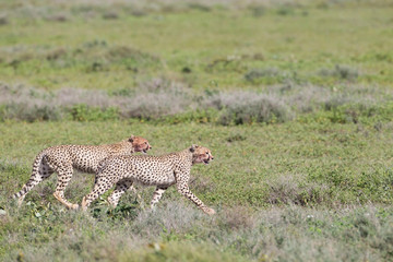 Two adult cheetahs walk quickly through the grass, nearly side by side, hunting their prey. Side view, bloody cheeks, Ngorongoro Conservation Area, Tanzania