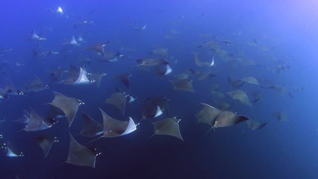 Mobula Rays