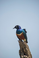 Africa, Lilac-breasted Roller