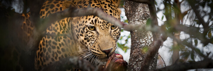 Fototapeta na wymiar Londolozi Game Reserve, South Africa. Close-up of Leopard eating antelope in a tree.