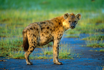 A spotted hyena in the Ngorongoro Crater, East Africa