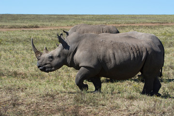 Fototapeta premium South Africa, Durban. Tala Game Reserve. Pair of White rhino.
