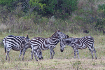 Three Plains Zebras (Equus quagg) in profile foraging in the open plains, Arusha National Park, Tanzania.