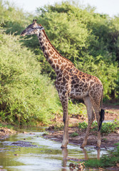 Male giraffe stands tall in creek water while eating leaves of foliage, Lake Manyara National Park, Tanzania