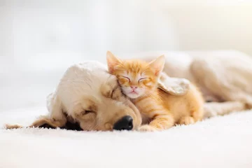 Fotobehang Dierenarts Kat en hond slapen. Puppy en kitten slapen.