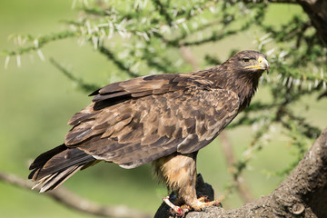 Steppe eagle stands sideways in acacia tree branch, head tilted towards camera, full in frame, with part of prey and bone under its claws, Ngorongoro Conservation Area, Tanzania
