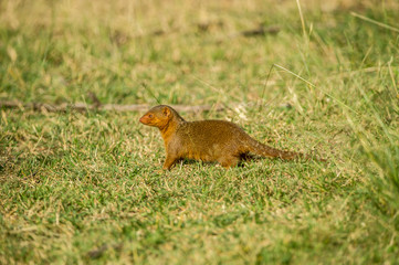 Fototapeta premium Africa, Dwarf Mongoose