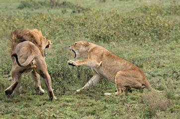Fototapeta na wymiar Africa, Tanzania, Serengeti. Lover's quarrel. Lioness swipes at a lion (Panthera leo) immediately after mating