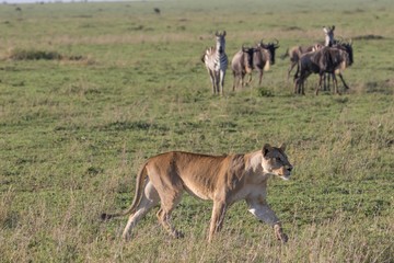 Naklejka na ściany i meble Africa, Tanzania, Ngorongoro Conservation Area. A hungry lioness (Panthera Leo) on a hunt.