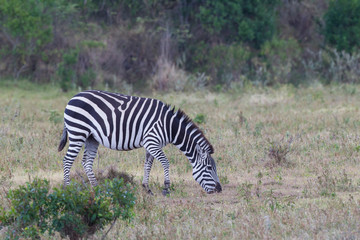 Single Plains Zebra (Equus quagg) presents a profile view while foraging for food in the grassland, Arusha National Park, Tanzania