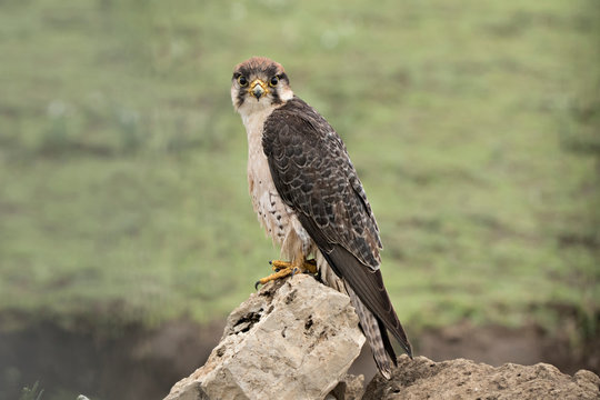 Africa, Tanzania, Ndutu. A Lanner Falcon (Falco biarmicus)