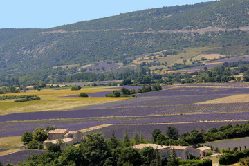 Fototapeta na wymiar paysage provençale