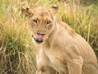 Fototapeta na wymiar Africa, Zambia. Portrait of lioness.