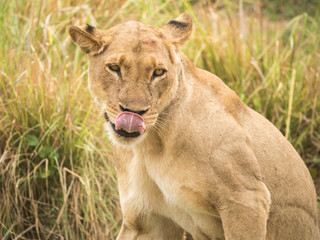 Africa, Zambia. Portrait of lioness.