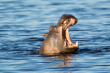 Nearly submerged hippotomus in blue water yawns wide open, showing all its teeth, facing mostly...