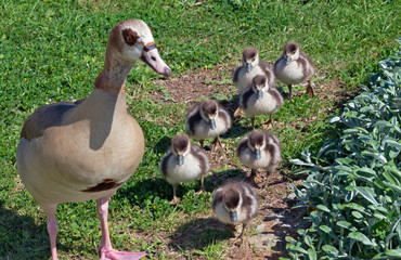 Egyptian goose, mother with ducklings, Knysna. Western Cape Province, South Africa.