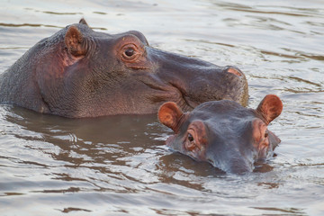 Adult and juvenile hippos swim beside each other, both head shots, one sideways to camera, one looking at camera, partially submerged, Ngorongoro Conservation Area, Tanzania