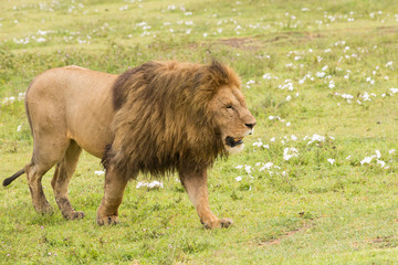 Male lion walks, through grassy area, at angle to viewer's right, frontal profile view, Ngorongoro Conservation Area, Tanzania