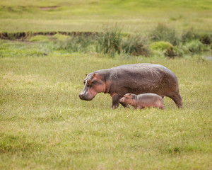 Mother hippo and her calf walking toward a pond in the Ngorongoro Crater, Tanzania
