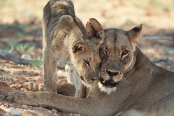 South Africa, Kalahari Gemsbok National Park (Kgalagadi Transfrontier Park), Pride of Lion...
