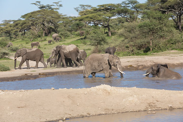 Fototapeta na wymiar As two elephants face each other in the pond, the rest of the herd of varying ages walks away and into the green forest of acacia trees, Ngorongoro Conservation Area, Tanzania