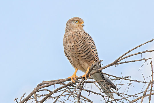 Africa, Tanzania, Serengeti. Greater Kestrel (Falco rupicoloides)