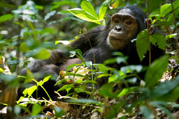 Obraz premium Africa, Uganda, Kibale National Park, Ngogo Chimpanzee Project. A juvenile chimpanzee relaxes eating Monodora fruit (Monodora myristica).